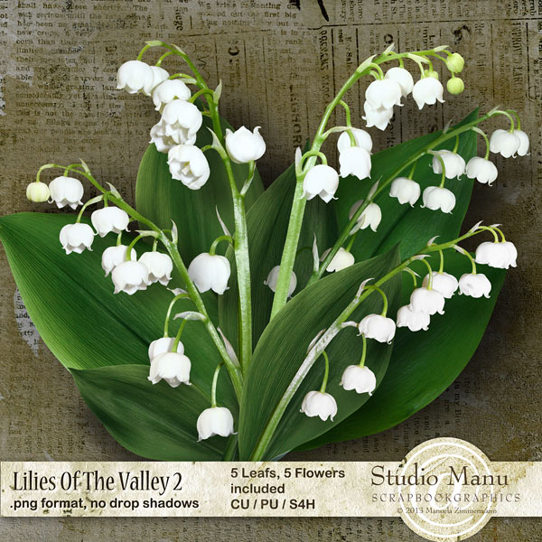 CU Lilies Of The Valley